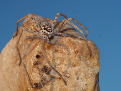 Palystella