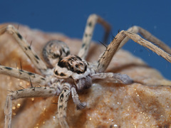 Palystella