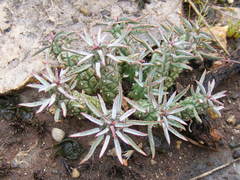 Anthacanthae