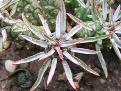 Anthacanthae