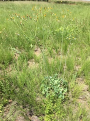 Senecio oxyriifolius