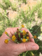 Senecio oxyriifolius