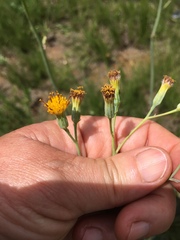 Senecio oxyriifolius
