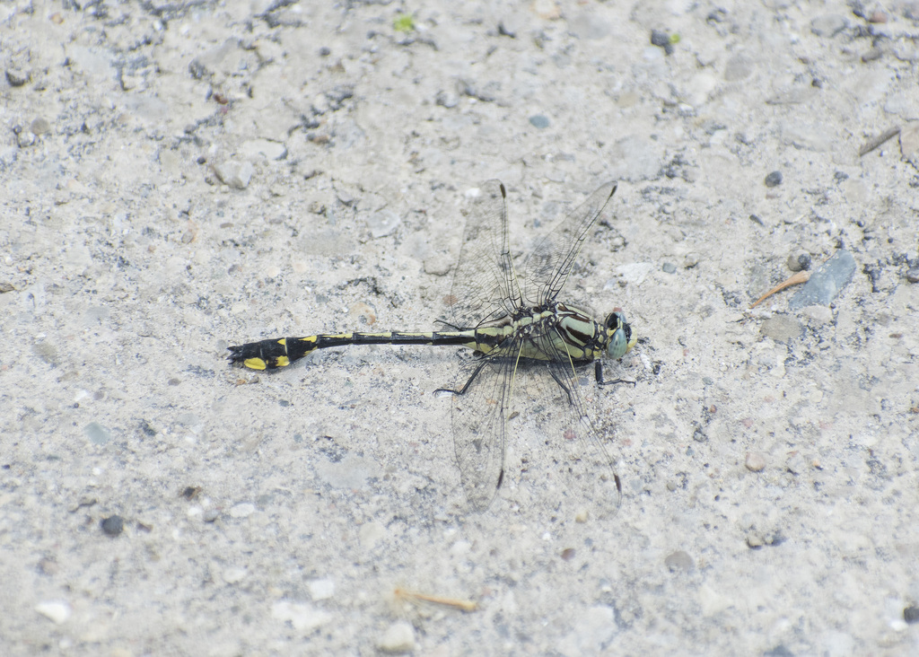 Midland Clubtail from Montgomery County, OH, USA on June 9, 2023 at 12: ...