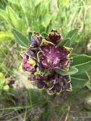 Pachycarpus natalensis