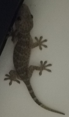 Gekko gecko