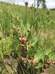 Pachycarpus natalensis