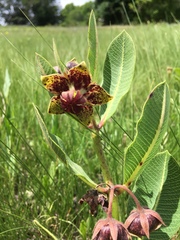 Pachycarpus natalensis