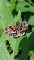 Gomalia elma albofasciata