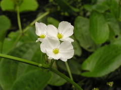 Echinodorus cordifolius