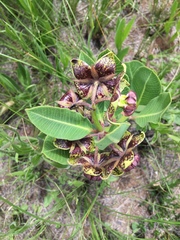 Pachycarpus natalensis