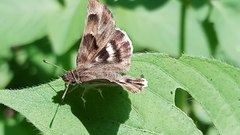 Gomalia elma albofasciata
