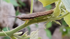 Neorthacris