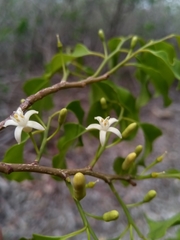 Olax dissitiflora