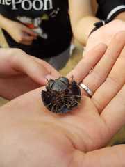 Tachypleus tridentatus