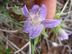 Glossochilus burchellii