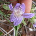 Glossochilus burchellii - Photo (c) Laaiqah Jabar, algunos derechos reservados (CC BY-NC), subido por Laaiqah Jabar