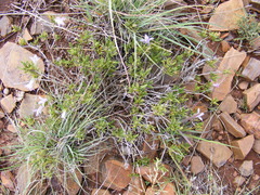 Glossochilus burchellii