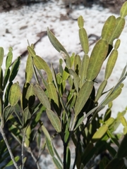 Phyllarthron arenicola