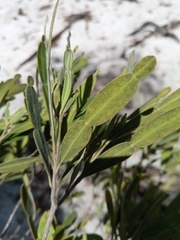 Phyllarthron arenicola