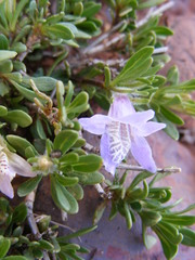 Glossochilus burchellii