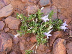 Glossochilus burchellii