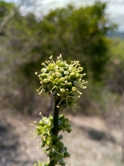 Polyscias floccosa image