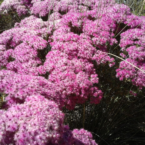 Verticordia monadelpha Turcz.