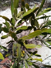 Phyllarthron arenicola