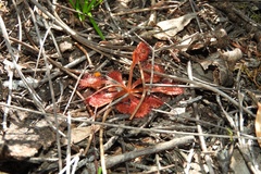 Drosera schmutzii