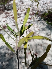 Phyllarthron arenicola