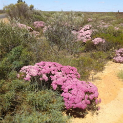 Verticordia monadelpha