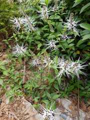 Orthosiphon aristatus