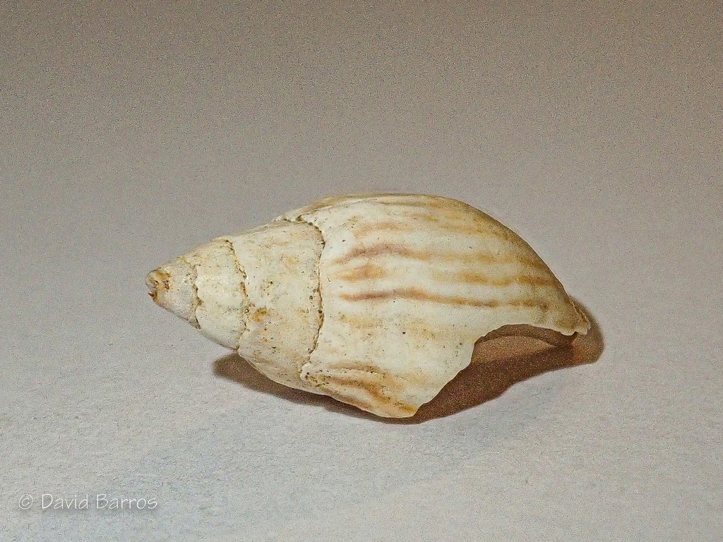Melanopsis candoni