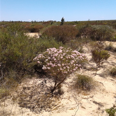 Verticordia monadelpha
