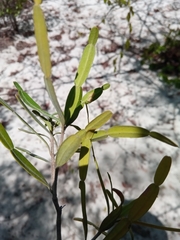 Phyllarthron arenicola