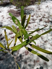 Phyllarthron arenicola
