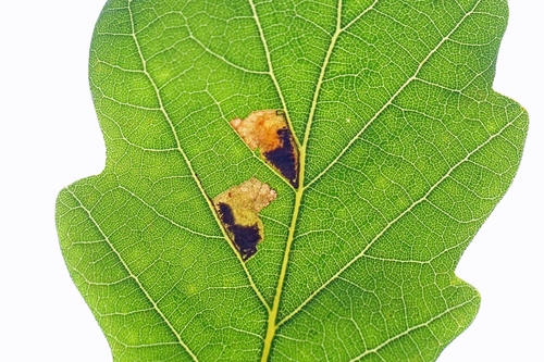 White-banded Pigmy