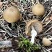 Psathyrella ellenae yubaensis - Photo (c) Joe Matanzas, vissa rättigheter förbehållna (CC BY-NC), uppladdad av Joe Matanzas