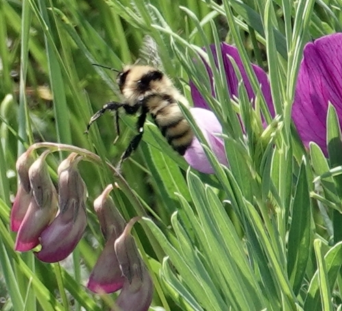 Golden Northern Bumble Bee photographed in Nebraska