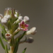 Phylica axillaris - Photo (c) lennartn, algunos derechos reservados (CC BY-NC), subido por lennartn