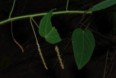 Acalypha villicaulis