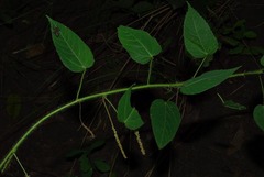 Acalypha villicaulis