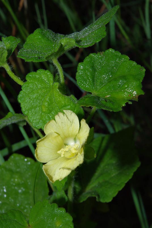 Pavonia burchellii