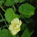 Pavonia burchellii - Photo 由 Linda Loffler 所上傳的 (c) Linda Loffler，保留部份權利CC BY-NC