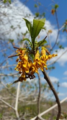 Strophanthus boivinii image