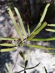 Phyllarthron bernierianum image