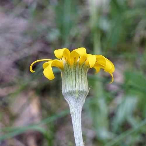 Image of Senecio actinella by (c) Andrew Tree, some rights reserved (CC BY)