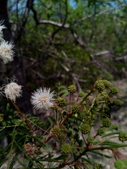 Mimosa lingvatouana image