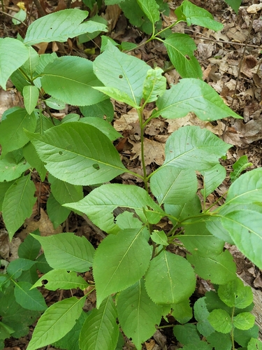 Viburnum lentago